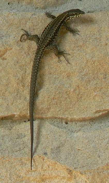 05 lezard.jpg